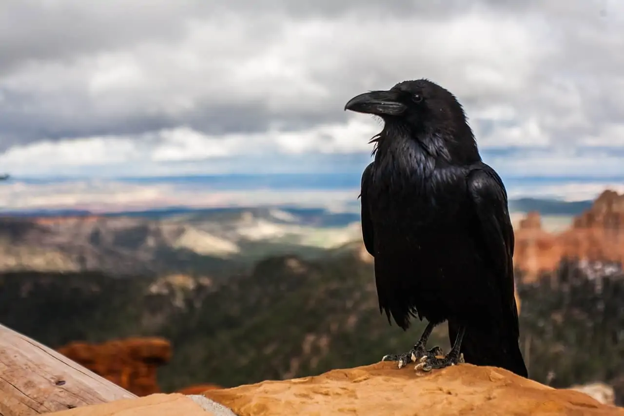 crow in a mountain