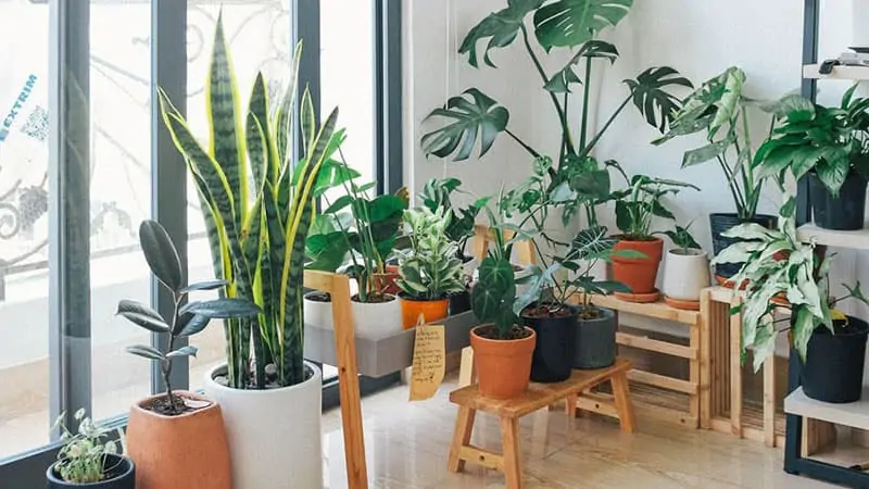 home of houseplants